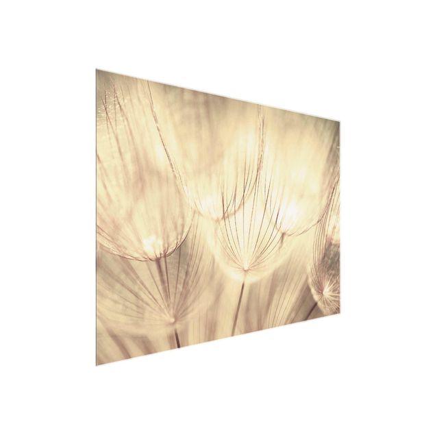 Glastavlor svart och vitt Dandelions Close-Up In Cozy Sepia Tones