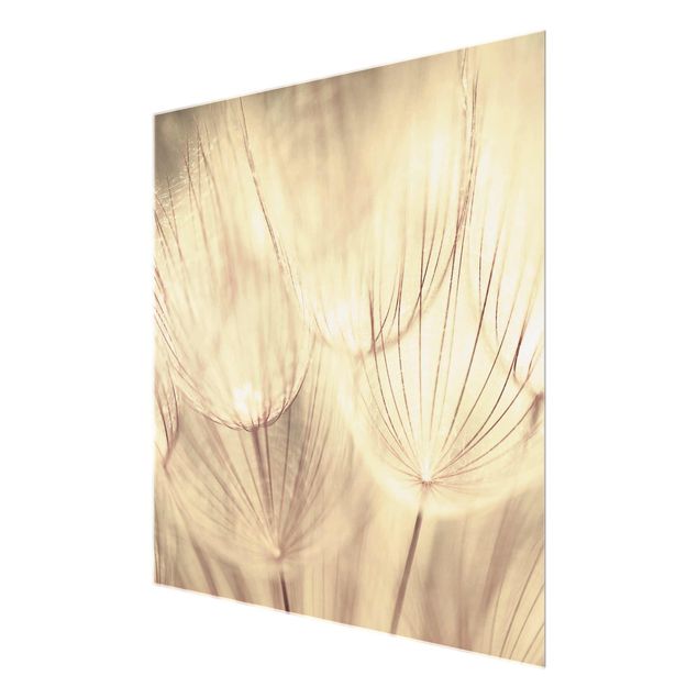 Tavlor gul Dandelions Close-Up In Cozy Sepia Tones