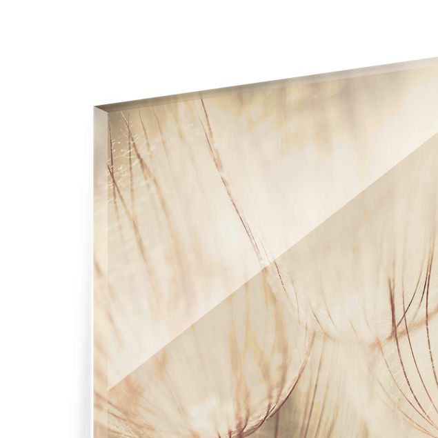 Tavlor Dandelions Close-Up In Cozy Sepia Tones