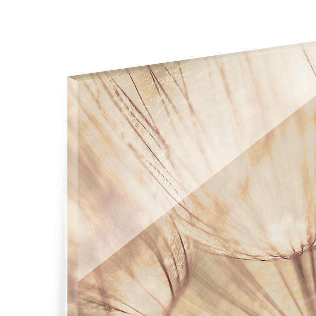 Tavlor Dandelions Close-Up In Cozy Sepia Tones