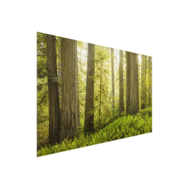 Glastavlor landskap Redwood State Park Forest View