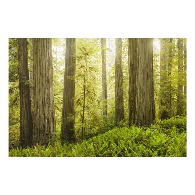 Tavlor natur Redwood State Park Forest View