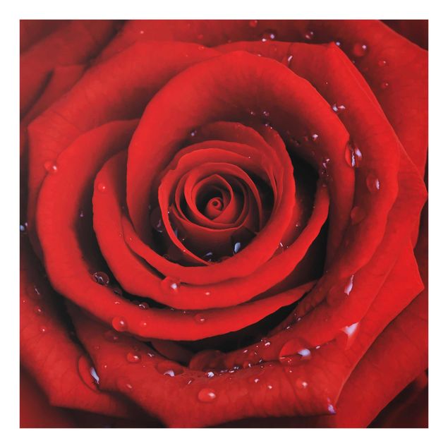 Tavlor blommor  Red Rose With Water Drops
