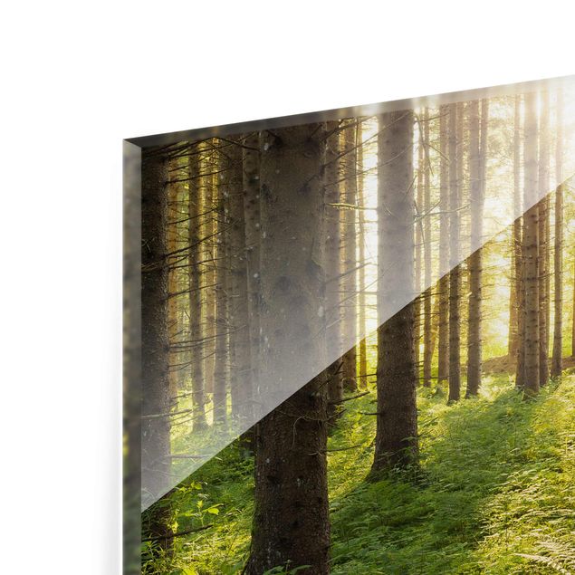 Tavlor Rainer Mirau Sun rays in a green forest
