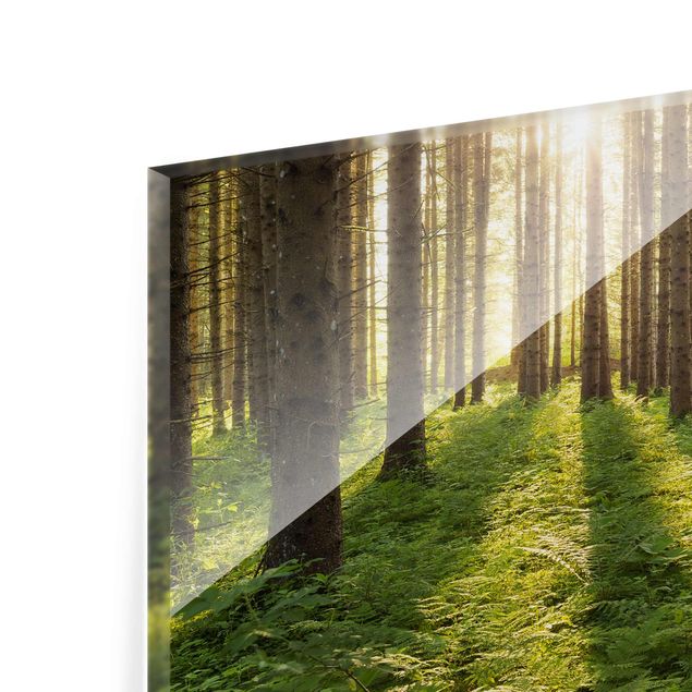 Tavlor Rainer Mirau Sun Rays In Green Forest