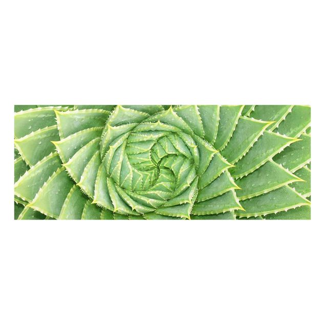 Tavlor grön Spiral Aloe