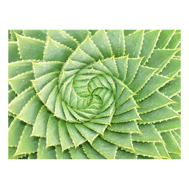 Tavlor Spiral Aloe