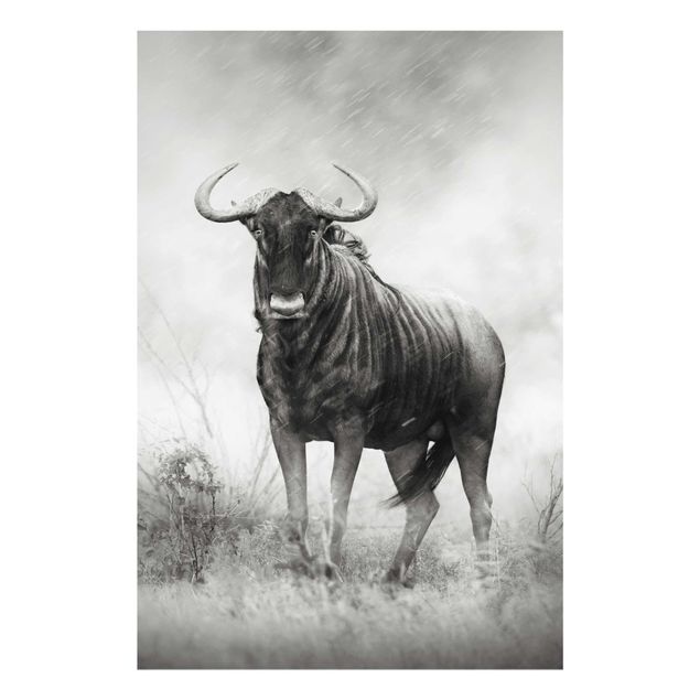 Tavlor svart och vitt Staring Wildebeest