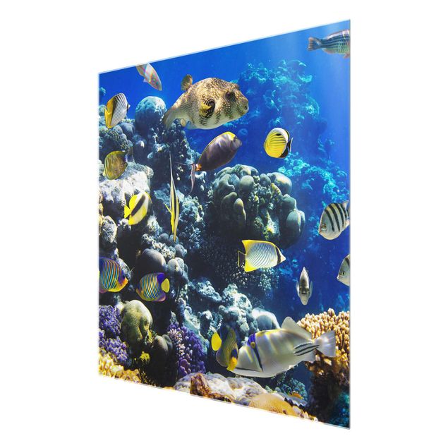Glastavlor stränder Underwater Reef