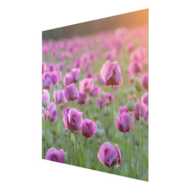 Tavlor blommor  Purple Poppy Flower Meadow In Spring