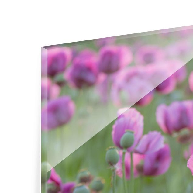 Tavlor Rainer Mirau Purple Poppy Flower Meadow In Spring