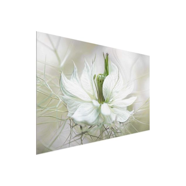 Tavlor blommor  White Nigella
