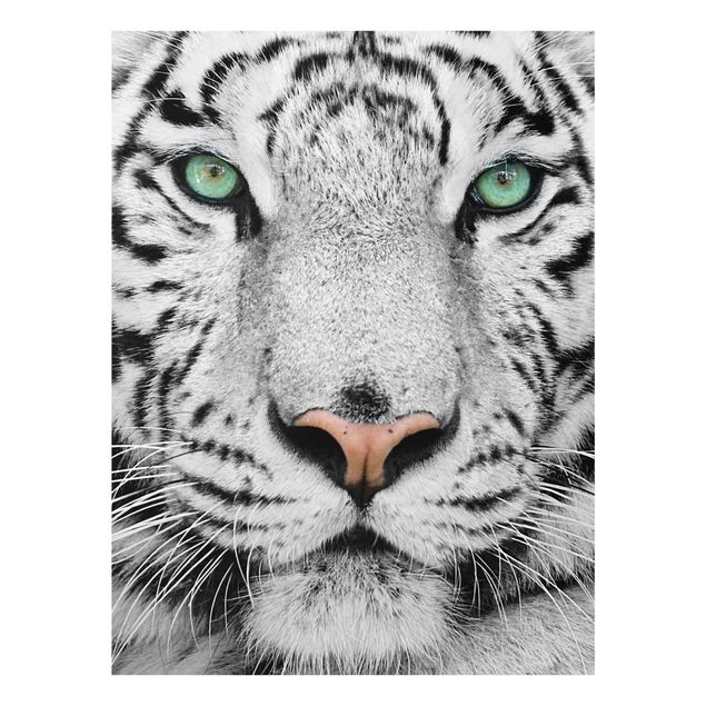 Tavlor modernt White Tiger