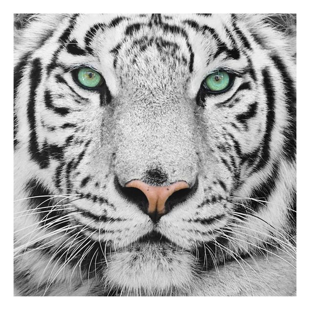 Tavlor modernt White Tiger