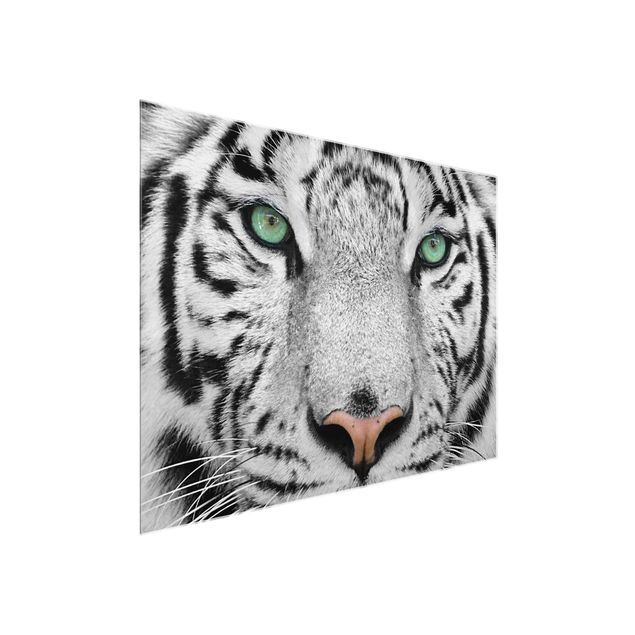 Glastavlor djur White Tiger