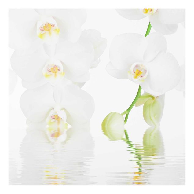 Tavlor blommor Spa Orchid - White Orchid
