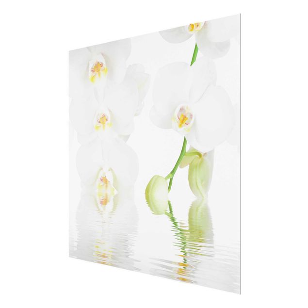 Tavlor blommor  Spa Orchid - White Orchid