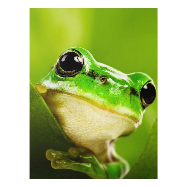 Tavlor Frog