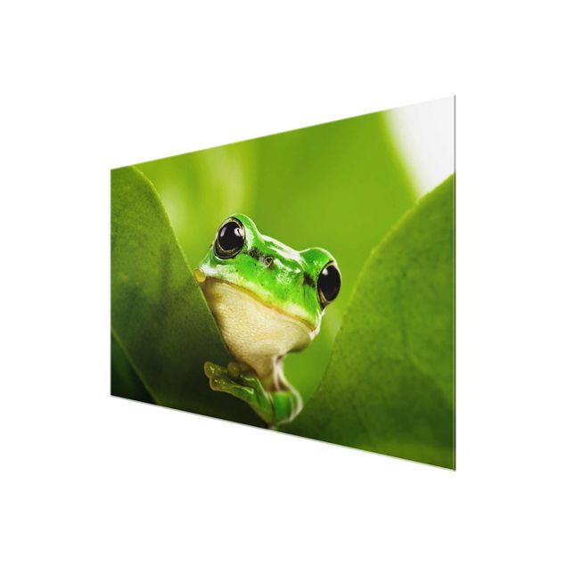 Magnettafel Glas Frog