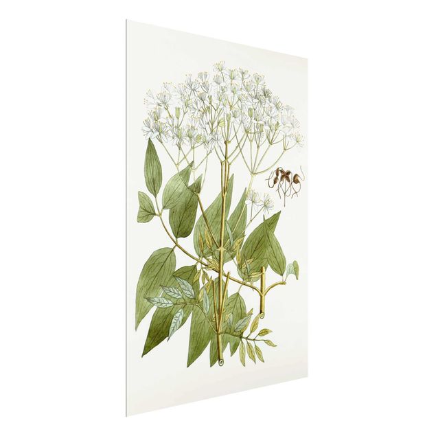 Tavlor blommor  Wild Herbs Board V