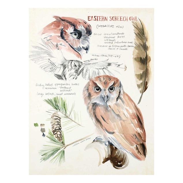 Tavlor brun Wilderness Journal - Owl