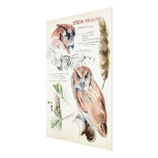 Tavlor Wilderness Journal - Owl