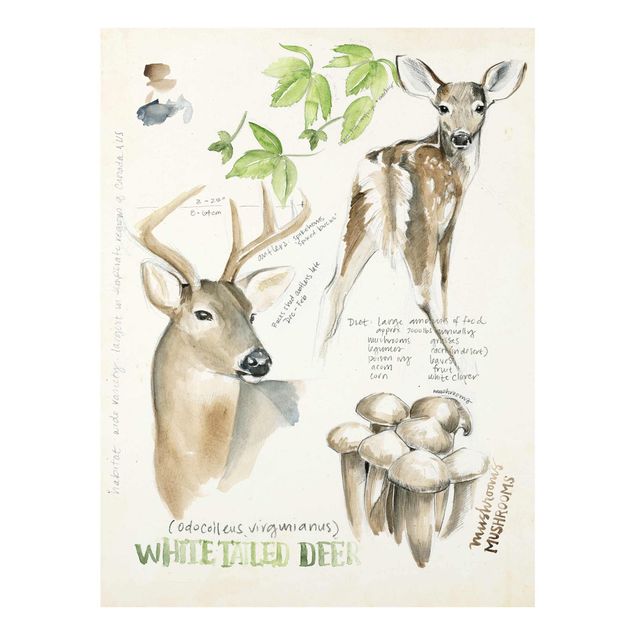 Tavlor blommor  Wilderness Journal - Deer