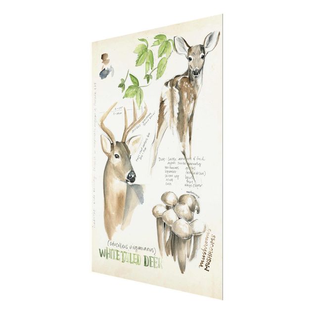 Tavlor brun Wilderness Journal - Deer