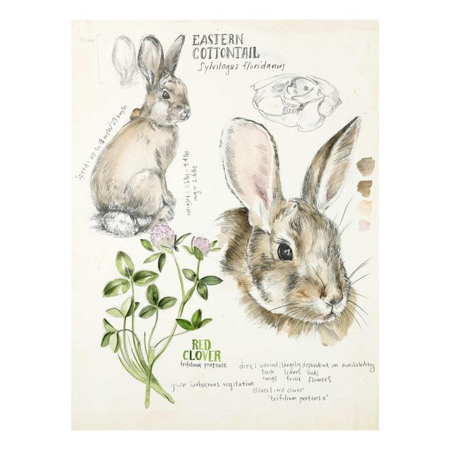 Tavlor brun Wilderness Journal - Rabbit