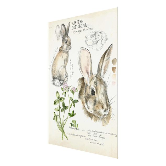 Tavlor Wilderness Journal - Rabbit