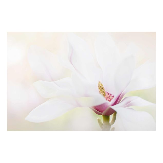 Tavlor Delicate Magnolia Blossom