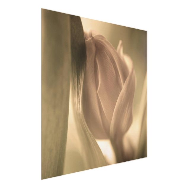Tavlor blommor  Delicate Tulip
