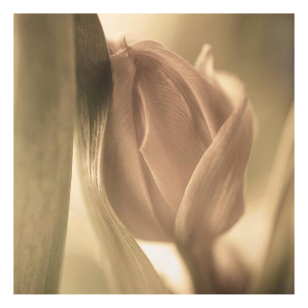 Tavlor Delicate Tulip