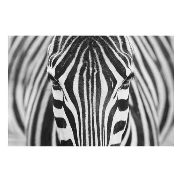 Tavlor Afrika Zebra Look