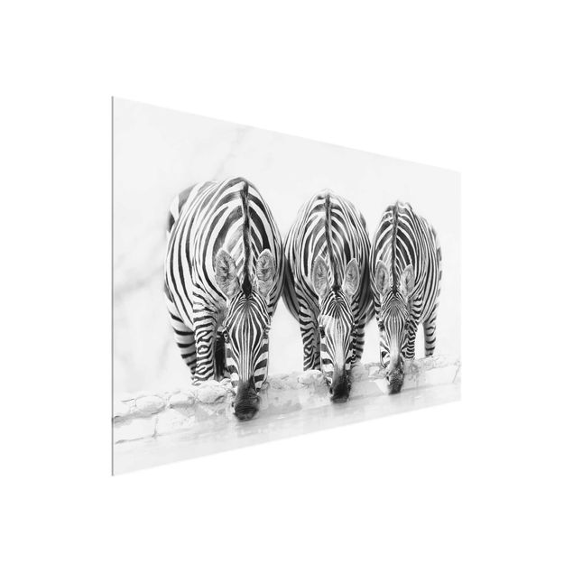 Glastavlor djur Zebra Trio In Black And White