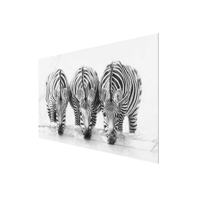 Tavlor svart och vitt Zebra Trio In Black And White