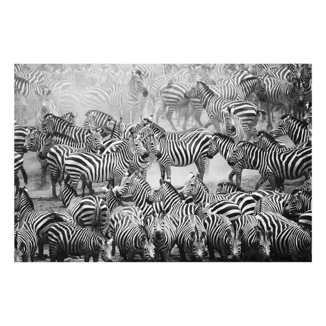 Tavlor Afrika Zebra herd II