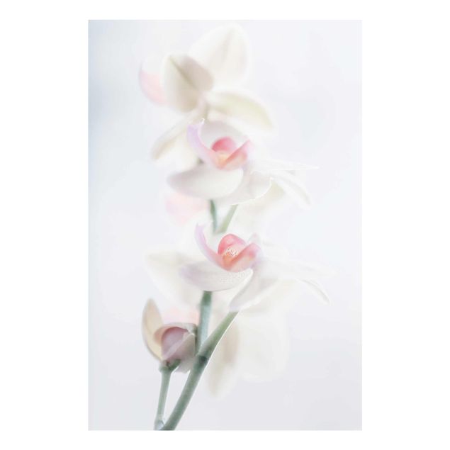 Tavlor blommor Delicate Orchid