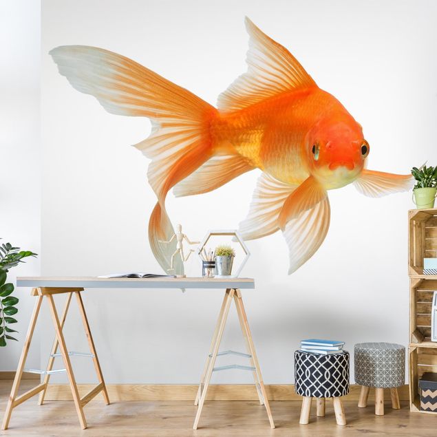 Fototapeter djur Goldfish Is Watching You