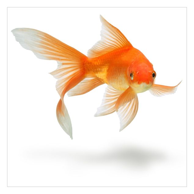 Tapeter Goldfish Is Watching You