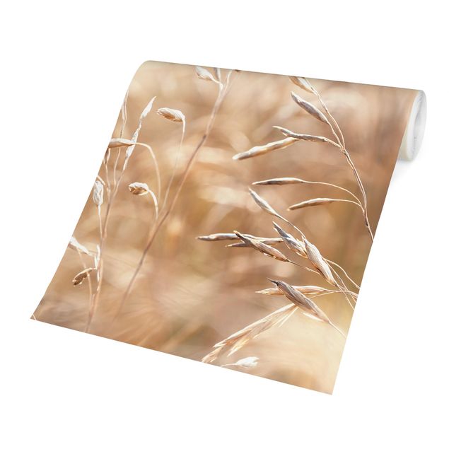 Fototapeter beige Grasses In The Sun