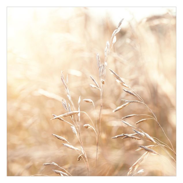 Tapeter Grasses In The Sun