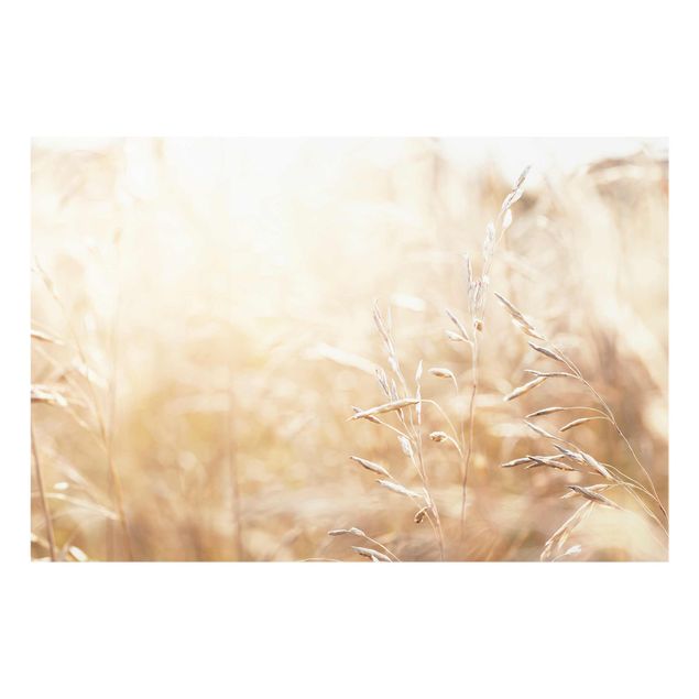 Tavlor Grasses In The Sun
