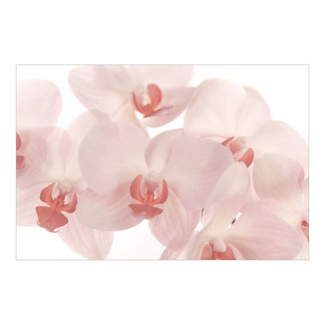 Tapeter Bright Orchid Flower Wallpaper - Svelte Orchids