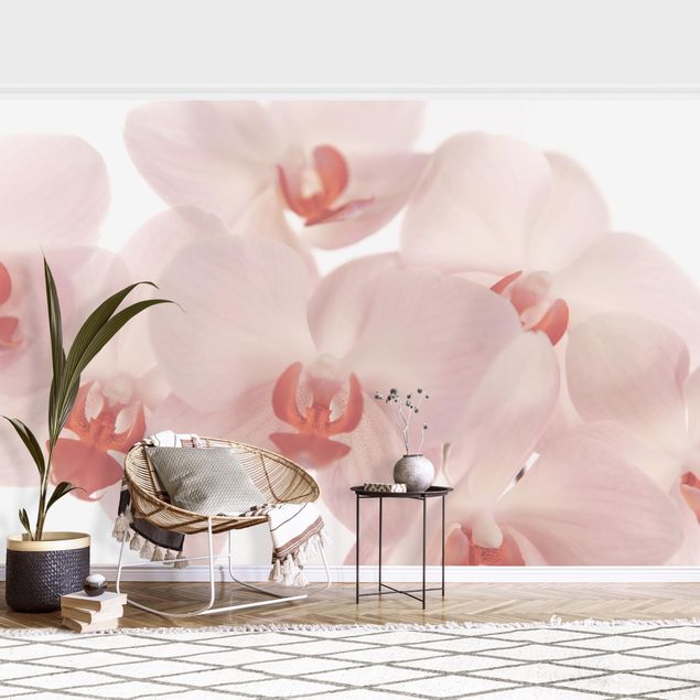 Kök dekoration Bright Orchid Flower Wallpaper - Svelte Orchids