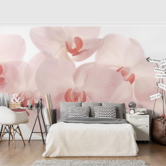 Fototapeter blommor  Bright Orchid Flower Wallpaper - Svelte Orchids