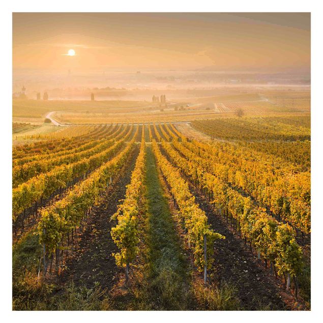 Tavlor Rainer Mirau Autumnal Vineyards Near Vienna