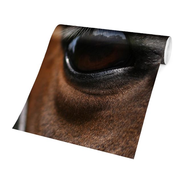 Fototapeter brun Horse Eye