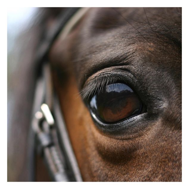 Tapeter Horse Eye