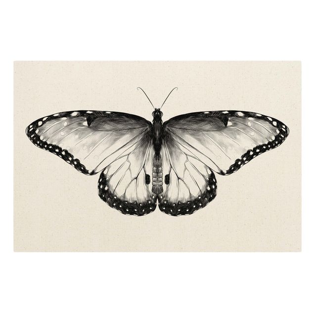 Tavlor djur Illustration Flying Common Morpho Black